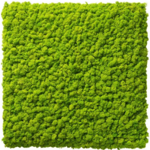 ideagarden-lichen